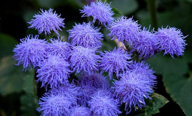 Ageratum Blue Perfection