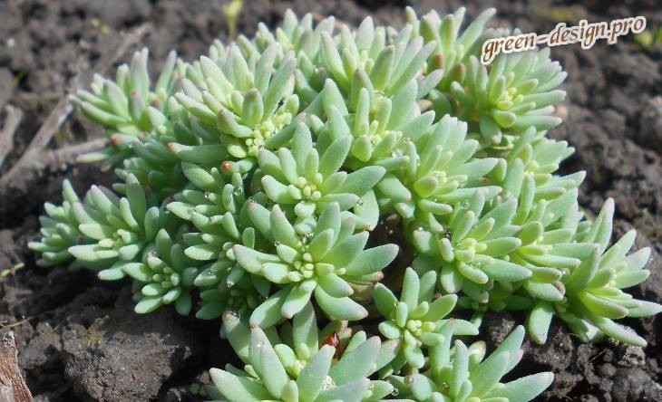 Очиток испанский (Sedum hispanicum)