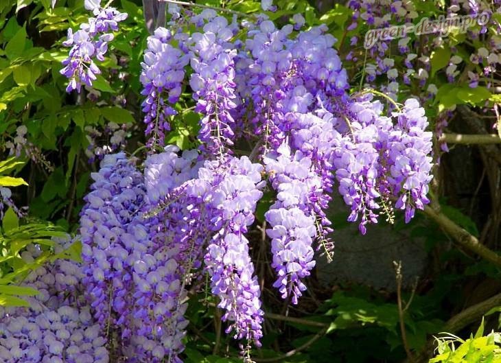 Глициния китайская «Блю Мун» (Wistéria Chinensis)