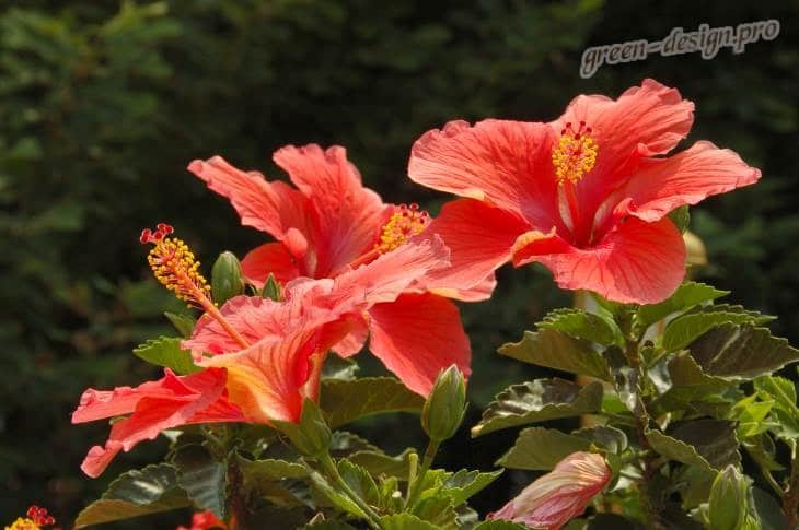 гибискус китайский (Hibiscus rosa-sinensis)